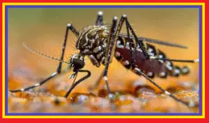 Dengue as International Health Threat in 2025