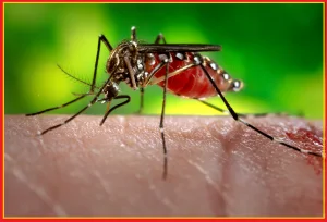 WHO Declares Dengue as International Health Threat in 2025 Dengue as International Health Threat in 2025